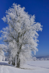 Rime on trees on a cold winter day, Upper Bavaria, Germany
