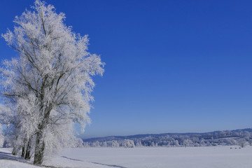 Rime on trees on a cold winter day, Upper Bavaria, Germany