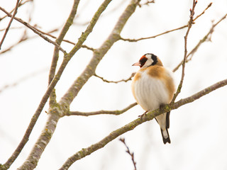 European goldfinch bird sitting on a tree