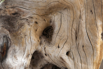 Textured tree trunk