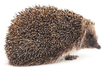 Big hedgehog.
