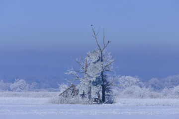 Rime on trees on a cold winter day, Upper Bavaria, Germany