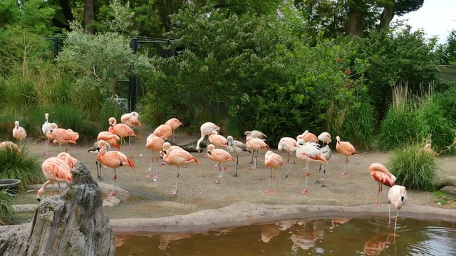 Beautiful group of pink flamingos at the zoo. Nature video. 4K, 3840*2160, high bit rate, UHD