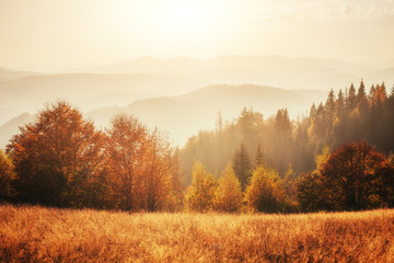birch forest in sunny afternoon while autumn season.