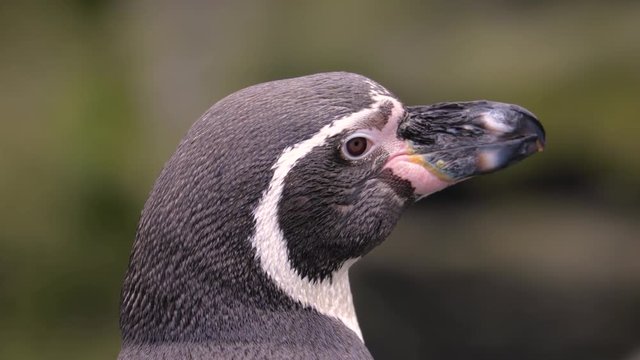 Portrait of a penguin close-up. Nature video. 4K, 3840*2160, high bit rate, UHD