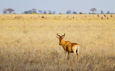 Coke's hartebeest (Alcelaphus buselaphus cokii). Tsavo East park. Kenya.