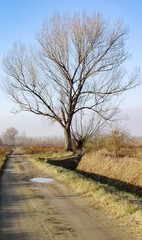 Albero solitario