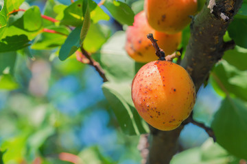 Ripe fruits on a wild apricot tree
