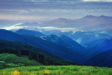 Fototapeta premium Pine tree forest. Carpathians. Ukraine, Europe