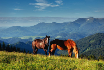 Fototapeta na wymiar The herd of horses in the mountains