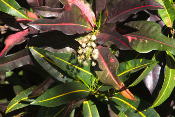 Green and red leaves