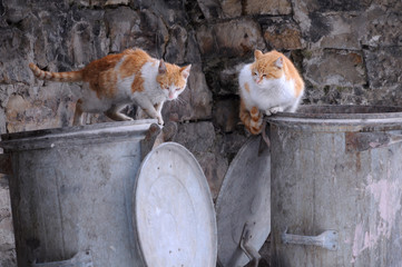 Two Stray Cats on the Garbage Container