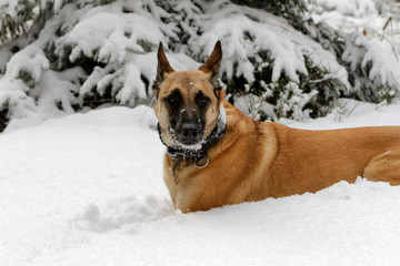 A Belgian shepherd in the snow.