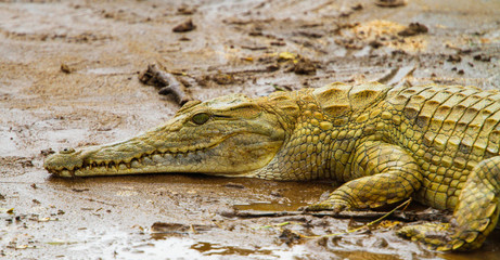 Naklejka premium Crocodile in Tsavo East National park. Kenya.