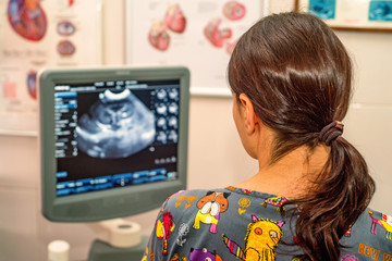 Doctor uses ultrasound scan in veterinary clinic