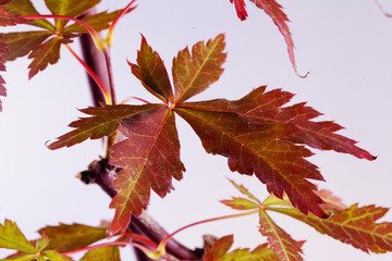 Acer palmatum leaf