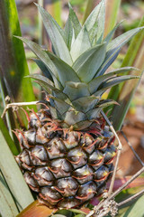 Chiang Rai province, northern Thailand, Asia, pineapple plantation