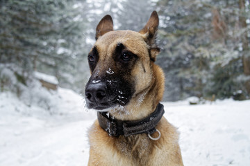 A pretty Belgian shepherd in the snow.