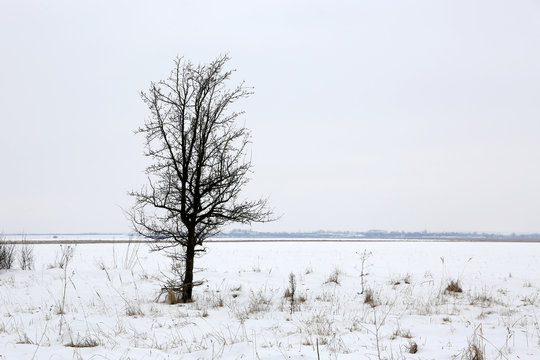 tree on winter meadow