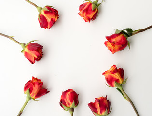 High angle view of red and orange roses arranged in a circle on a white table - nature background