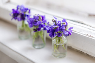 Bouquets of purple spring violet in glass vase near the window