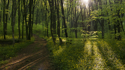 Peaceful forest path