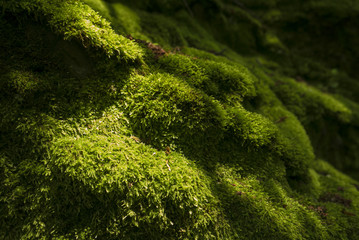 Green moss