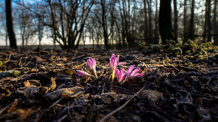 Crocus in mid winter, a rare find