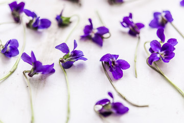 purple violet flowers on white wooden background