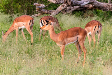 Herd of impala (Aepyceros melampus) standing in high grasses, Kruger National Park, South Africa