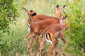 Impala watchful in the bushs (Aepyceros melampus) South Africa Kruger National Park