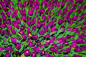 To grow tulips in the greenhouse, agricultural enterprise, field, small business, 8 March, winter, February, March, spring,