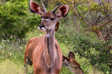 Naklejka na ściany i meble Antelope Kudu with oxpecker bird in Kruger National Park, South Africa