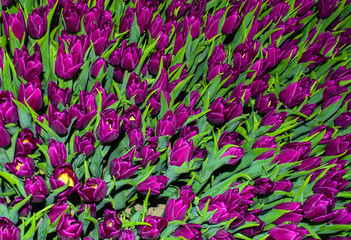 To grow tulips in the greenhouse, agricultural enterprise, field, small business, 8 March, winter, February, March, spring,