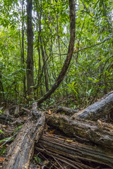 Warm water streams Sa Morakot, Wildlive Sanctuary, Dong Fern, Fern Grove, Khao Pra, Bangkram Krabi, Thailand. Southeast Asia