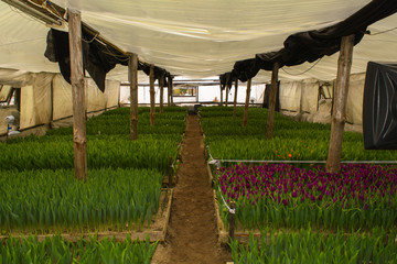 To grow tulips in the greenhouse, agricultural enterprise, field, small business, 8 March, winter, February, March, spring,
