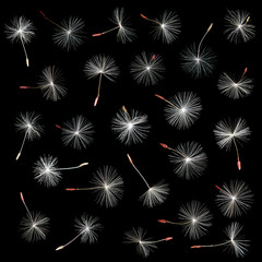 dandelion seeds macro photo, isolated object on black background