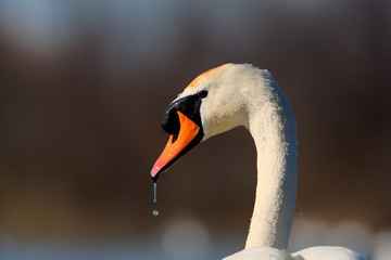 Cigno reale (Cygnus olor)