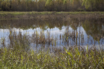 Swamp