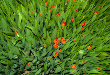 To grow tulips in the greenhouse, agricultural enterprise, field, small business, 8 March, winter, February, March, spring,