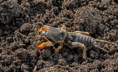 Gryllotalpa gryllotalpa, European mole cricket - agricultural pest on the background soils.