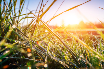 green grass with dew, bokeh background