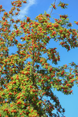 Rowan tree on the summer in Poland.
