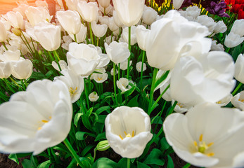 White tulips close up Triumph Weisse Berliner.
