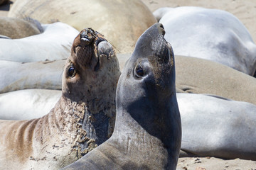 Piedras Blancas Elephant Seal Rookery
