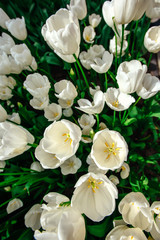 White tulips close up Triumph Weisse Berliner.