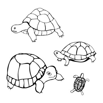 
Hand drawn turtles. Vector illustration.
