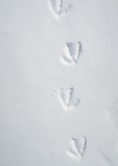 geese print © Virynja