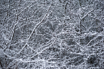 Contrast background pattern of bare branches covered with snow