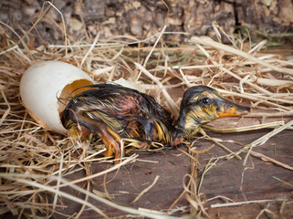 Resting duckling after hatch